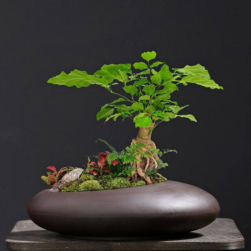 Vaso per Piante in Argilla Vio - Tagine Clay Pot recensione e prezzo